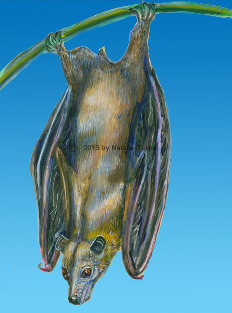 Fruit Bat