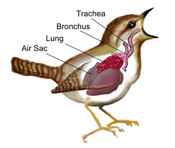 Songbird anatomy